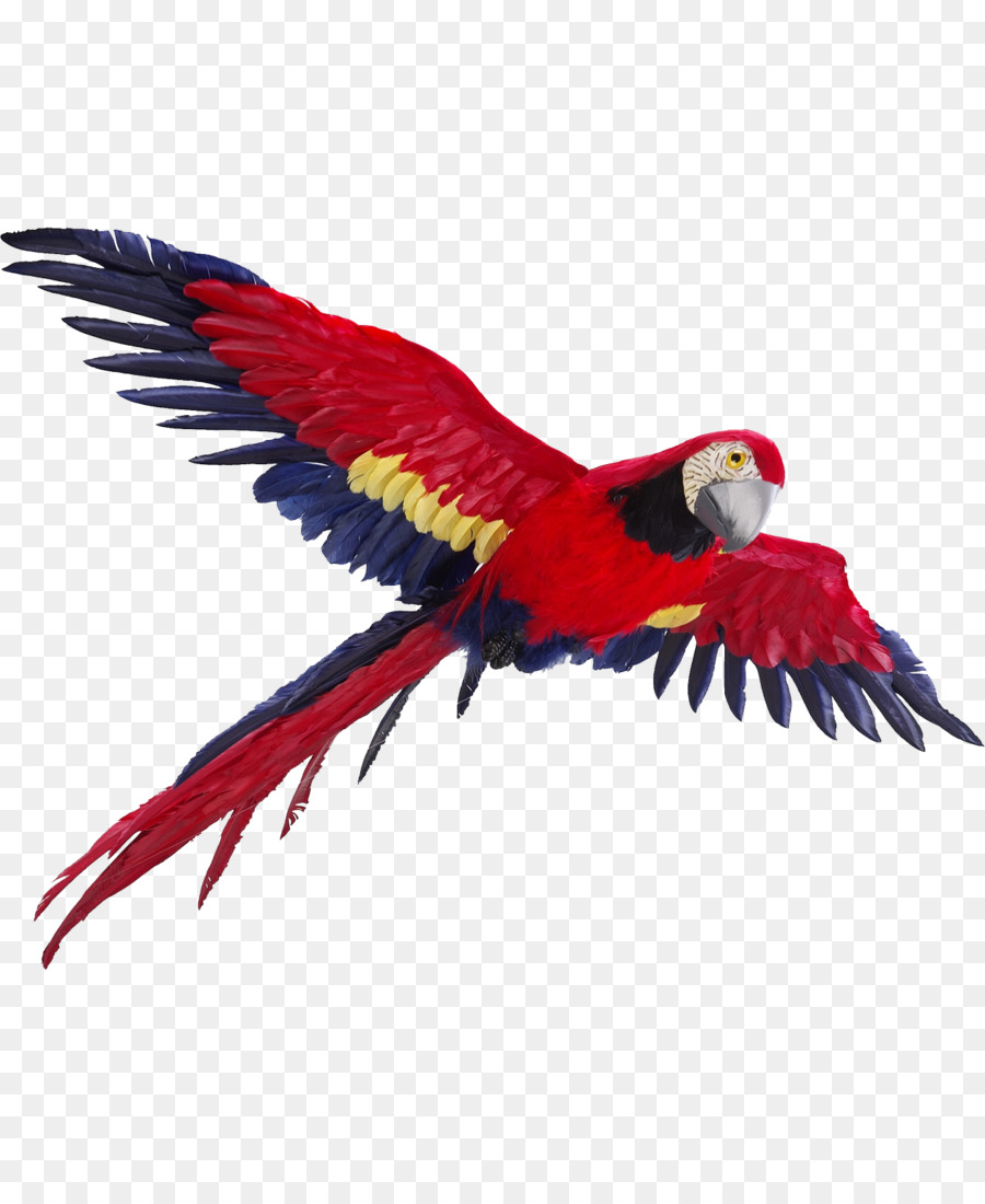 Loro，Aves PNG