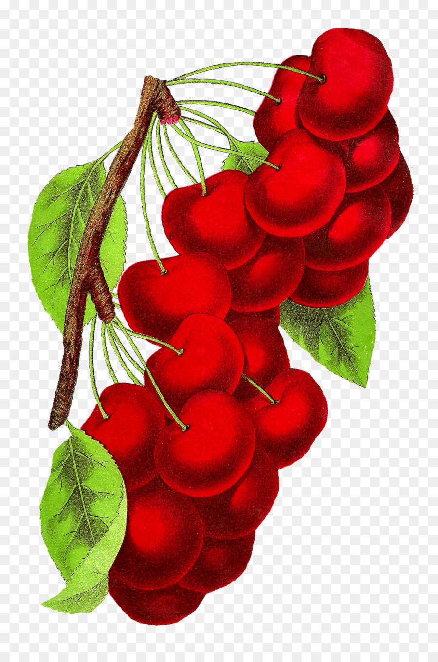 Cerezas Rojas，Hoja PNG