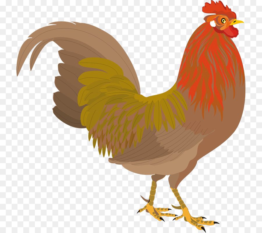 Pollo，Gallo PNG