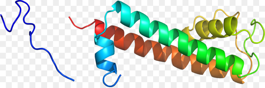 Hélice De Proteína，Molécula PNG
