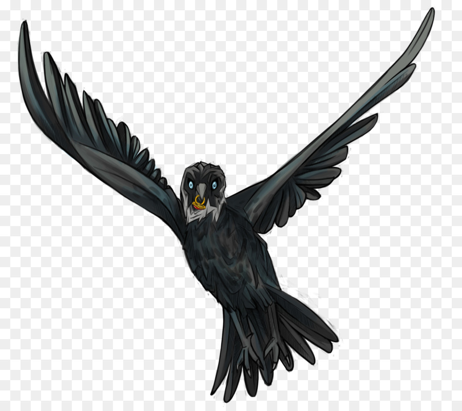 Cuervo Volador，Negro PNG