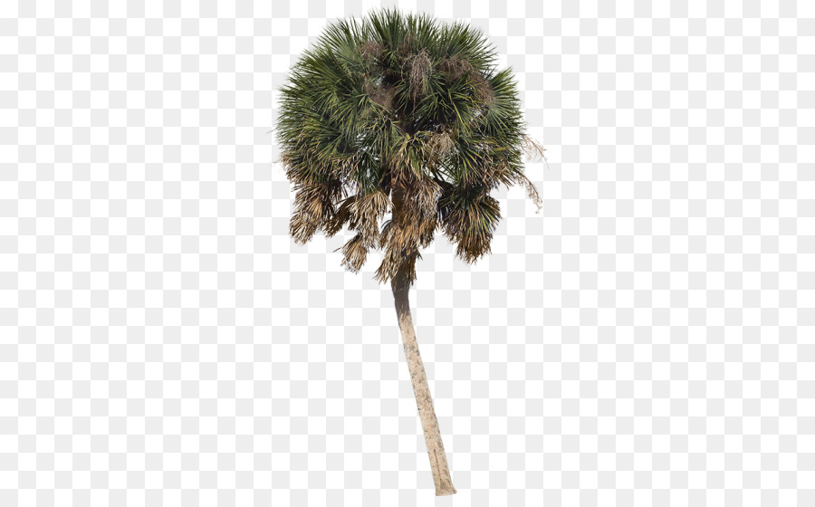 Asiático Palmira Palma，Arecaceae PNG