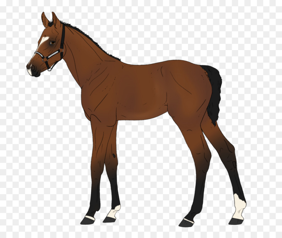 Caballo，Ecuestre PNG