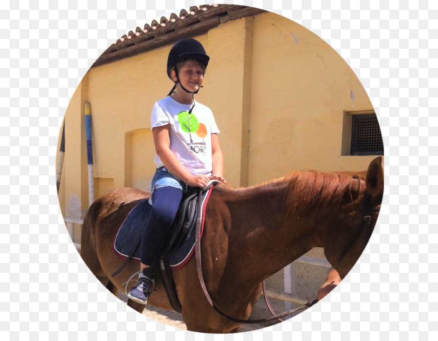 Puro，Caballo PNG