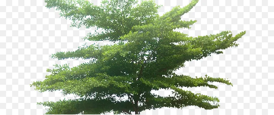 Árbol，Información PNG