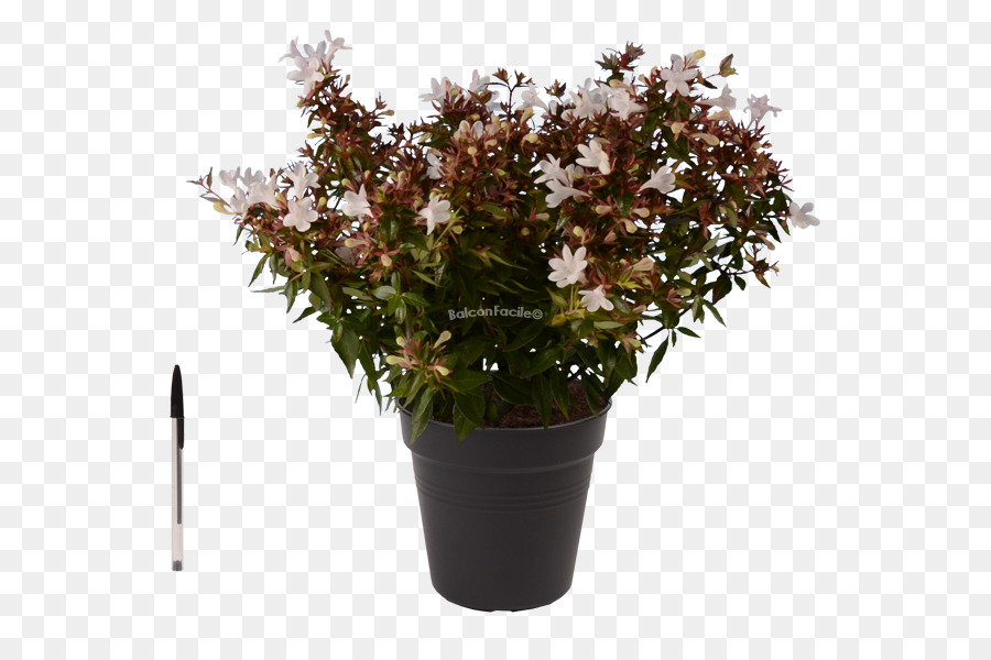 Planta Con Flores，Olla PNG