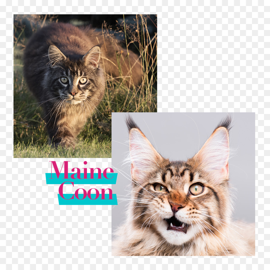 Maine Coon，La Comida Para Gatos PNG