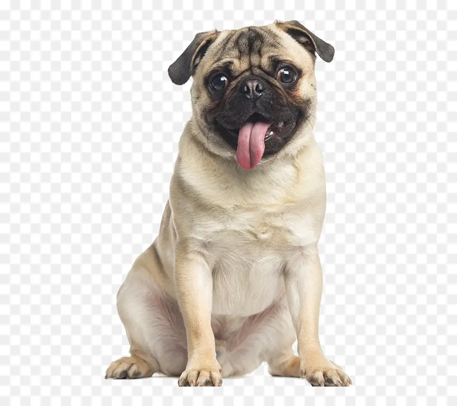 Doguillo，Mascota PNG