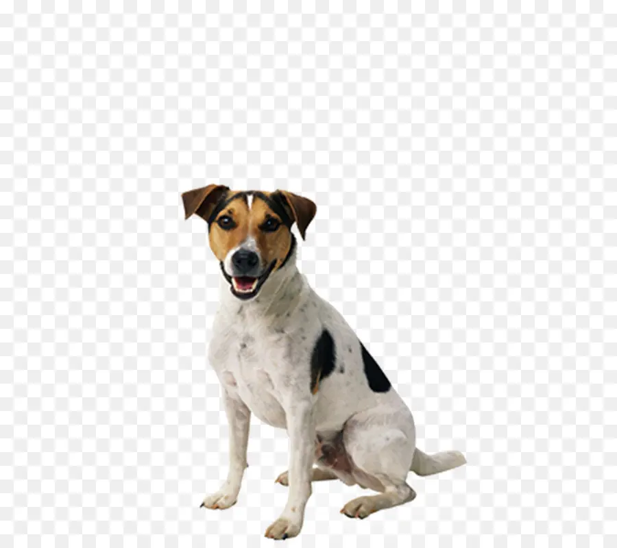 Perro，Cachorro PNG