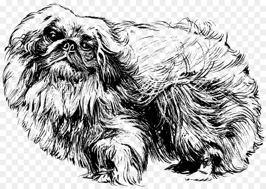 El Pequinés，Papillon Perro PNG