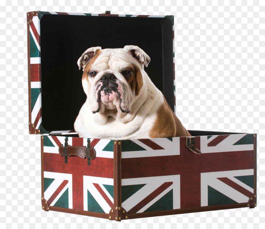 Bulldog，Una Fotografía De Stock PNG