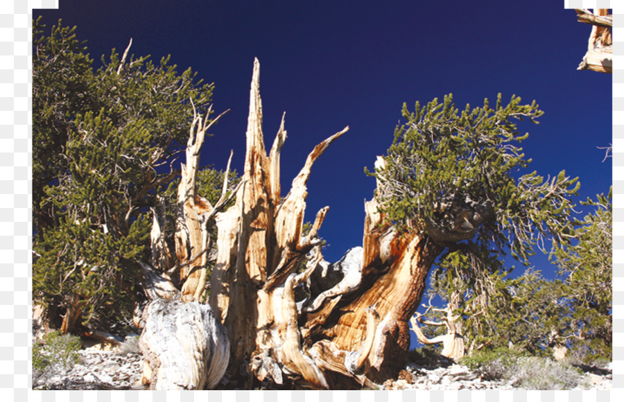 Árbol，Tronco PNG