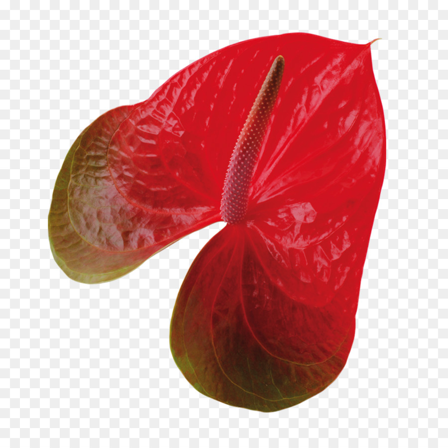 Pétalo，Las Rosas De Jardín PNG