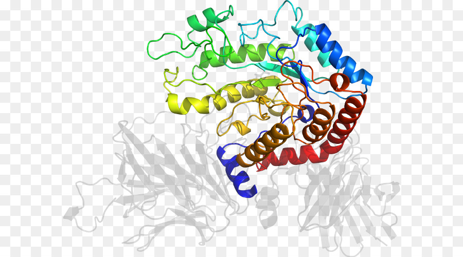 Estructura De La Proteína，Molécula PNG