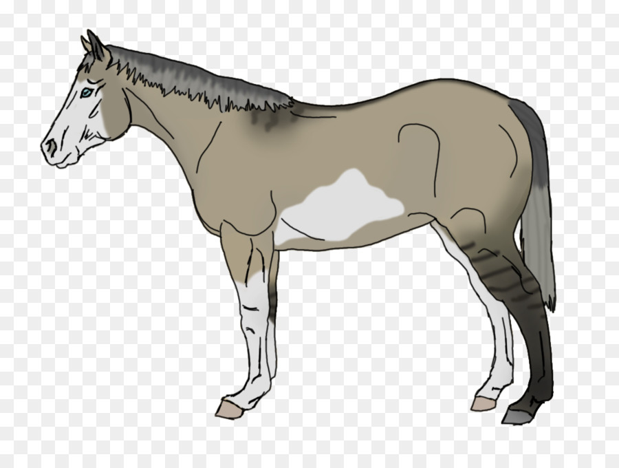 Caballo Cebra，Cebra PNG