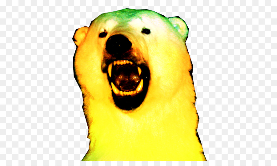 Oso Polar，Oso PNG