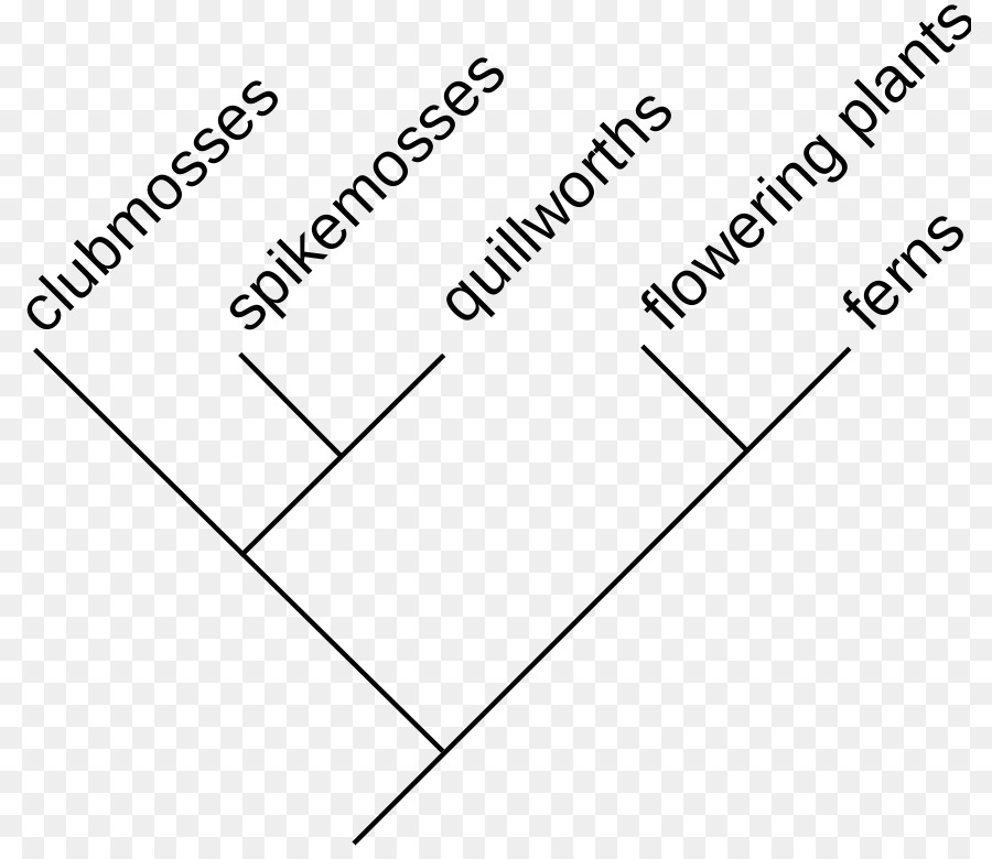 Cladograma，Cladística PNG