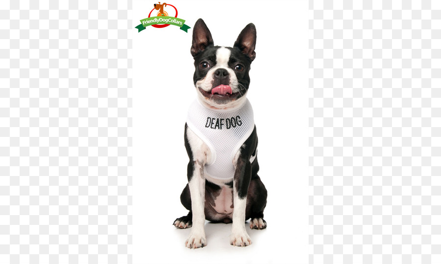 Terrier De Boston，Raza De Perro PNG