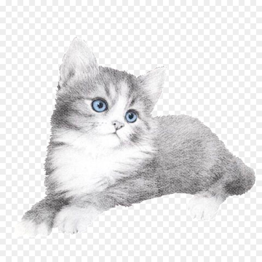 The Ragamuffin Gato，British Semilonghair PNG