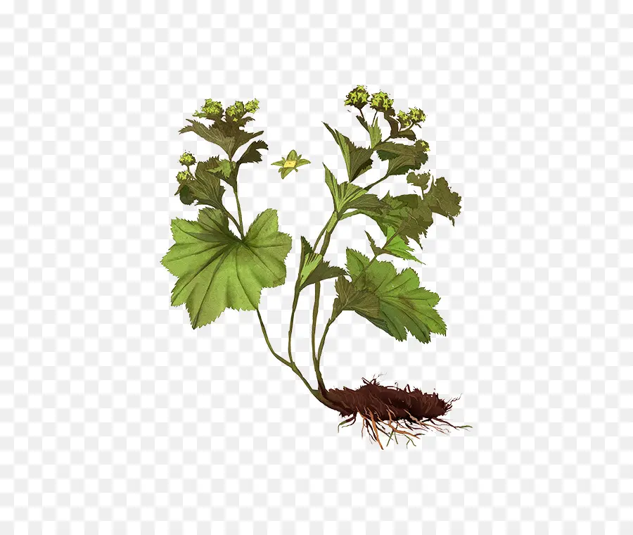 Alchemilla Vulgaris，Hoja PNG