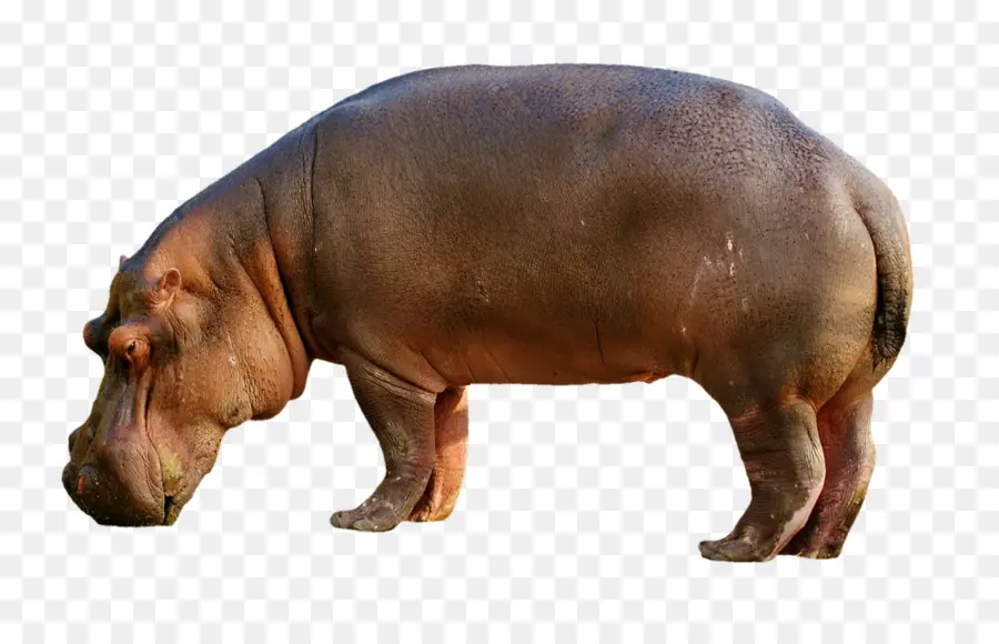 Hipopótamo，Cerdo PNG