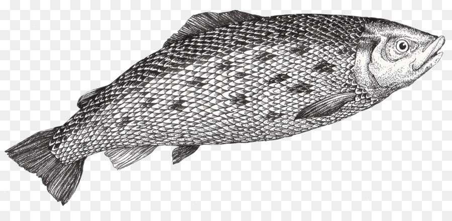 La Tilapia，Los Peces PNG