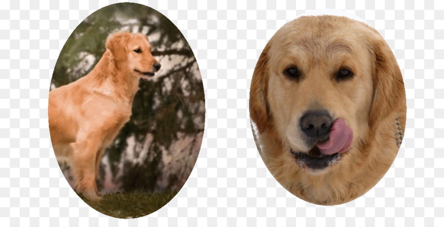 Golden Retriever，Raza De Perro PNG