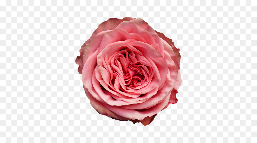 Rosa Rosa，Hojas Verdes PNG