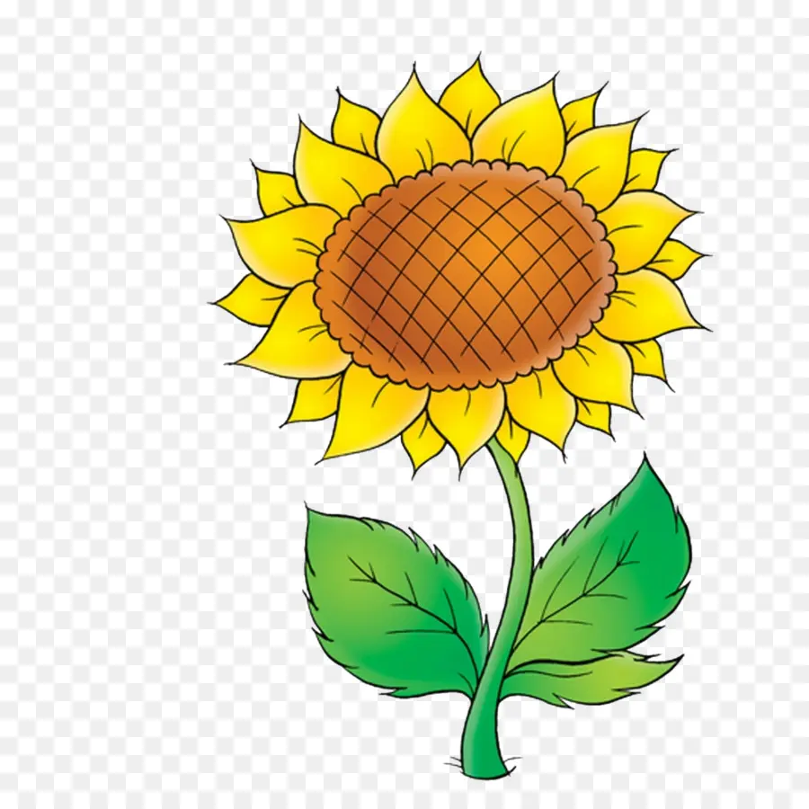 Común De Girasol，Dibujo PNG