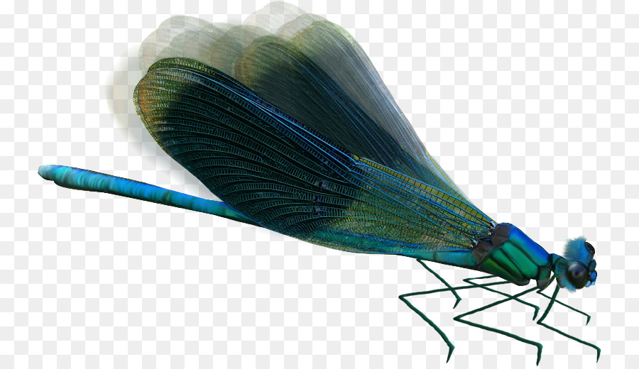 Insecto，Libélula PNG