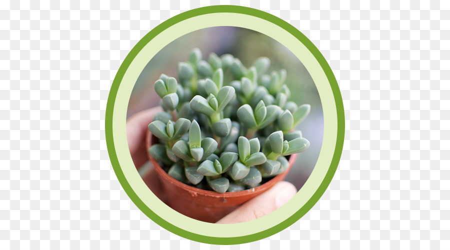 Planta Suculenta，Planta PNG