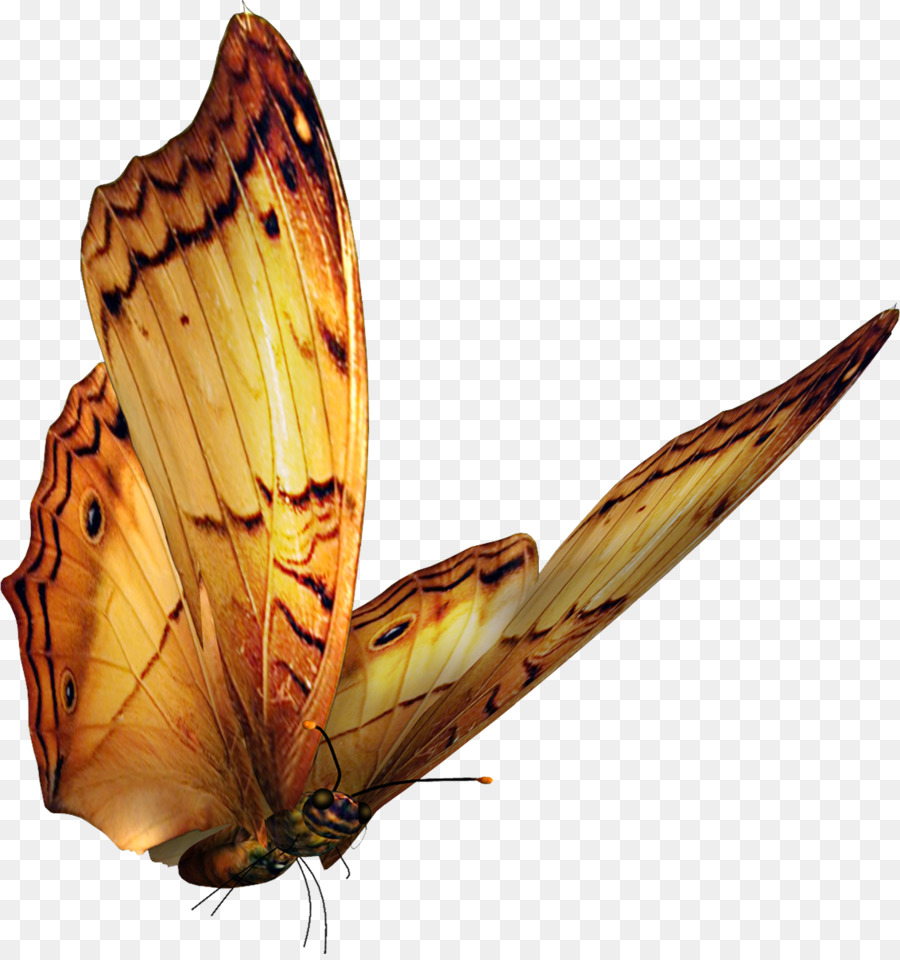 Mariposa，Fondo De Escritorio PNG