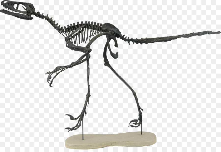 Bambiraptor，Dos De Medicina De La Formación PNG