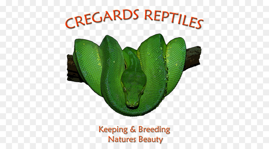 Reptiles，Helado PNG