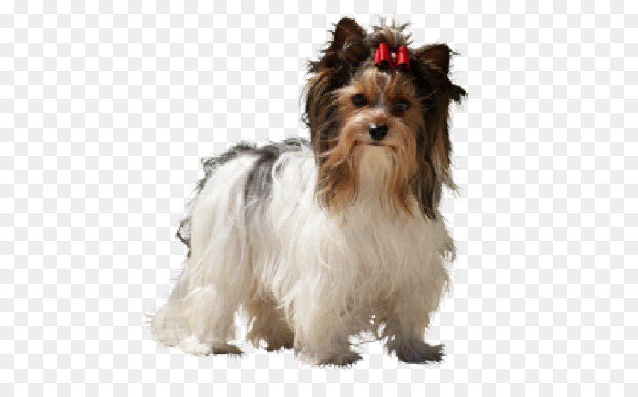 Yorkshire Terrier，Terrier Australiano De Seda PNG