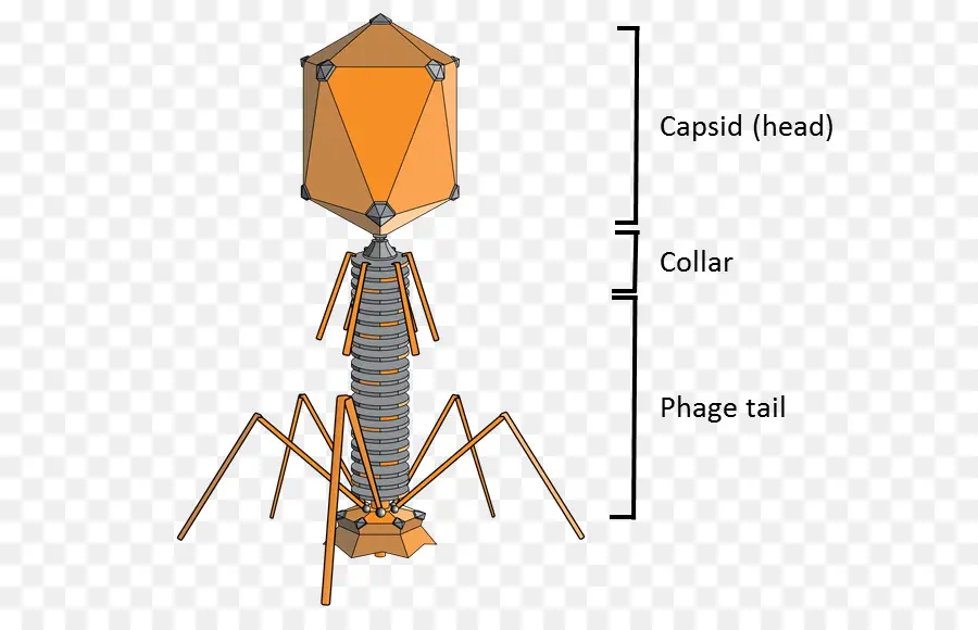 Bacteriófago，Enterobacterias Fago T2 PNG