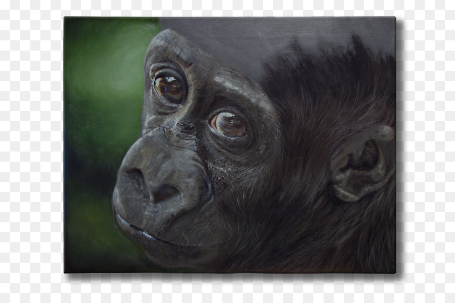 Chimpancé Común，Gorila PNG