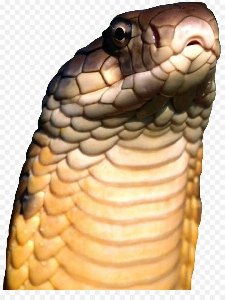 La Serpiente，Reptiles PNG