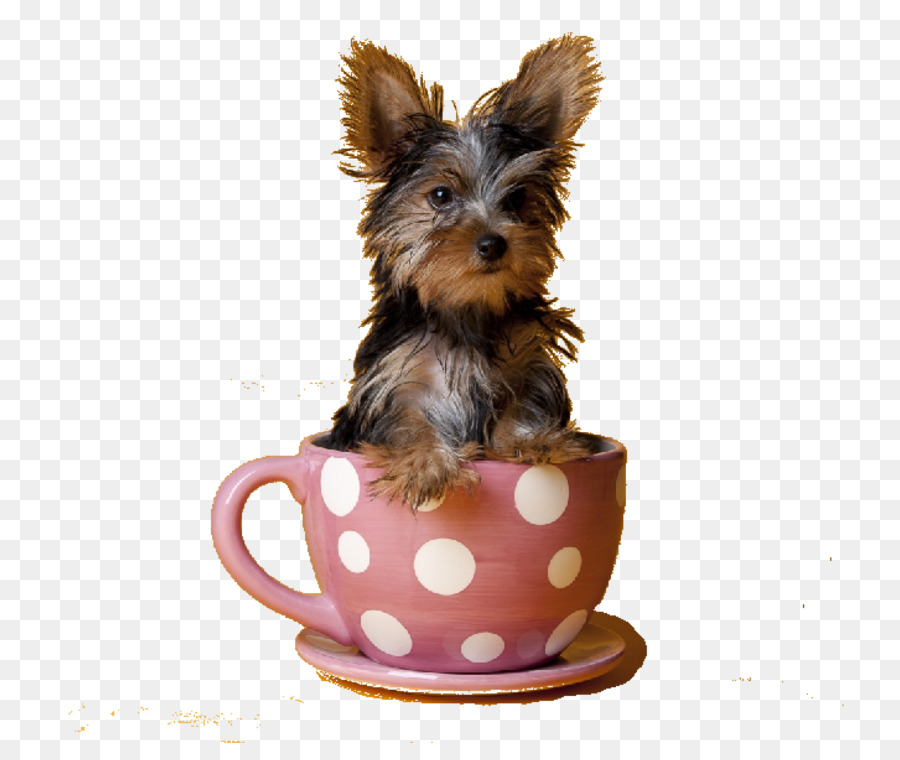 Yorkshire Terrier，Cachorro PNG