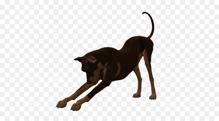 Raza De Perro，Gato PNG