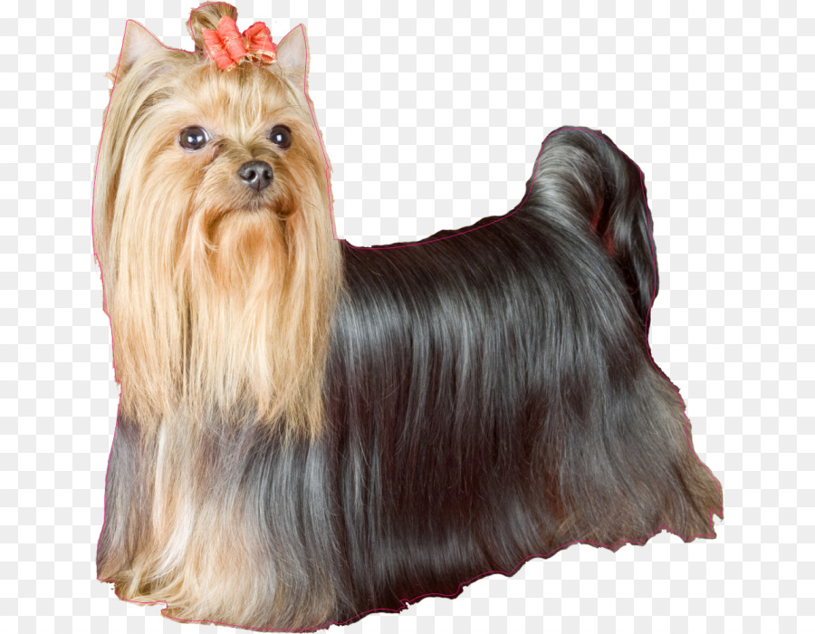 Yorkshire Terrier，Terrier Australiano De Seda PNG