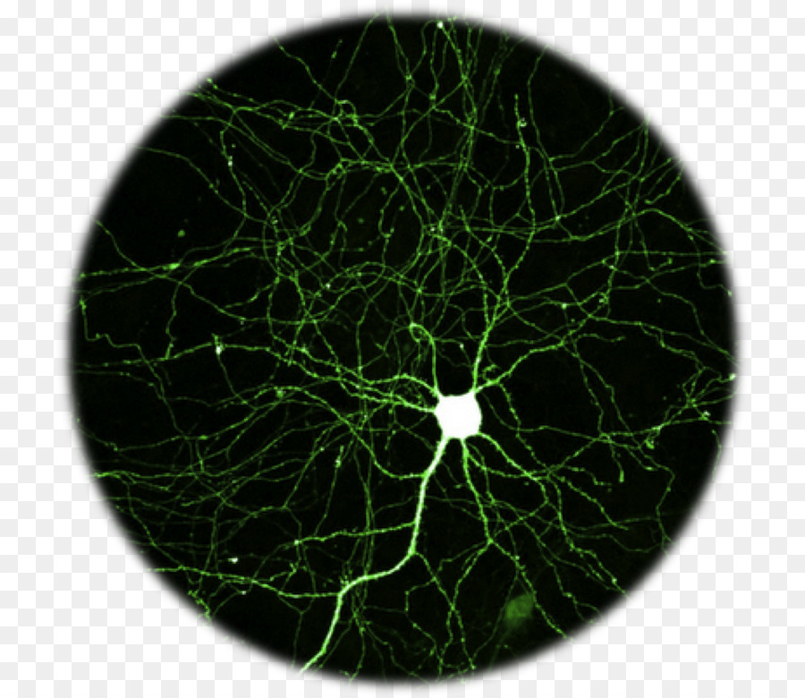 Neurona，Sistema Nervioso PNG