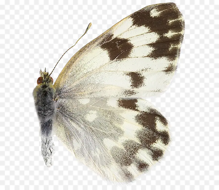 Mariposa，Alas PNG