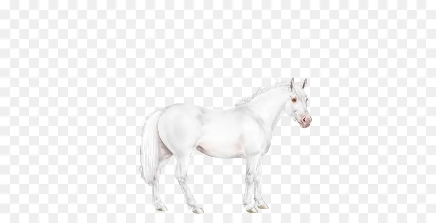 Caballo，Equino PNG