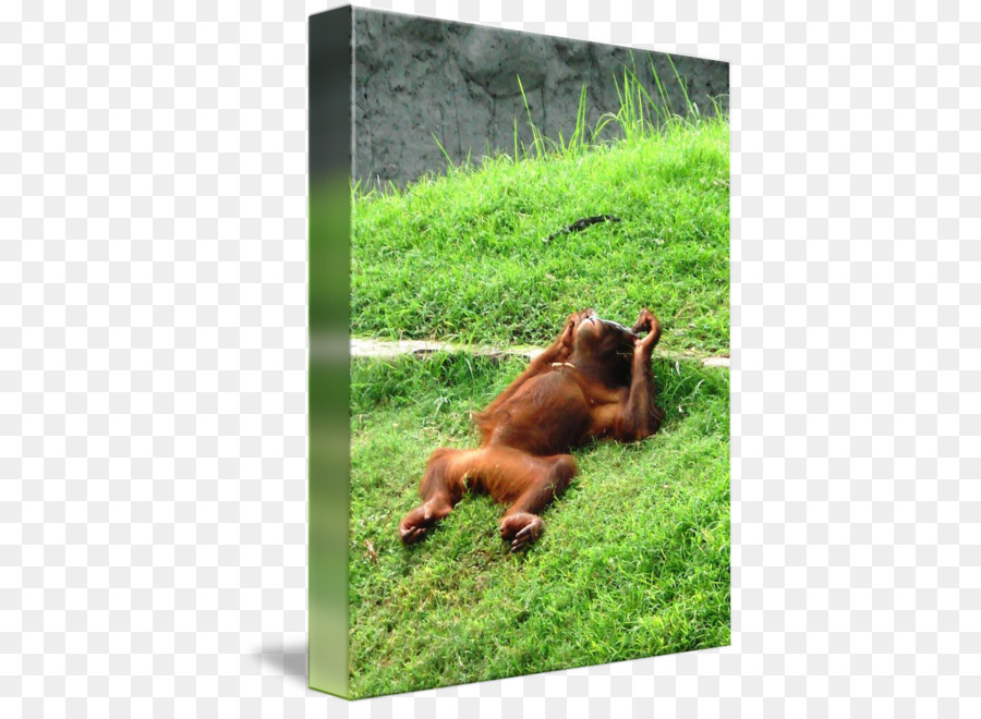 Orangután，Primado PNG