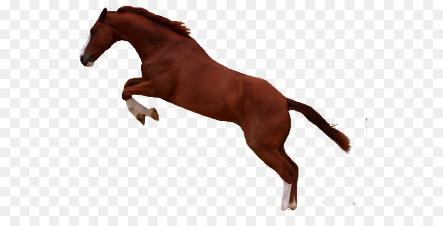 Caballo Negro，Caballo PNG