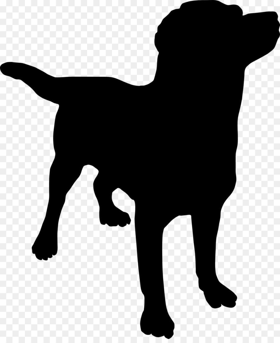 Labrador Retriever，Cachorro PNG