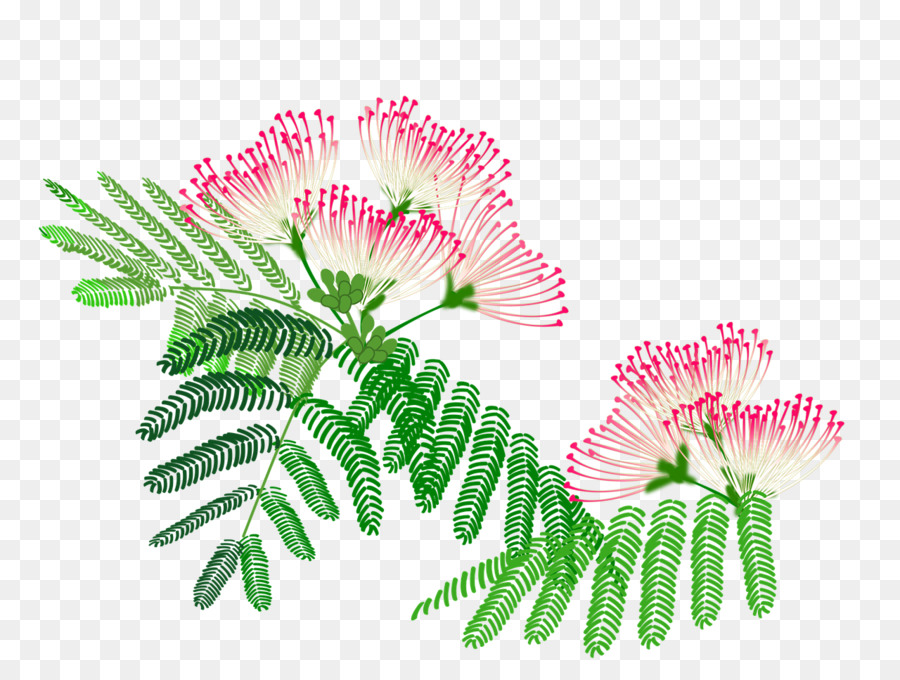 Flores De Mimosa Rosa，Hojas PNG