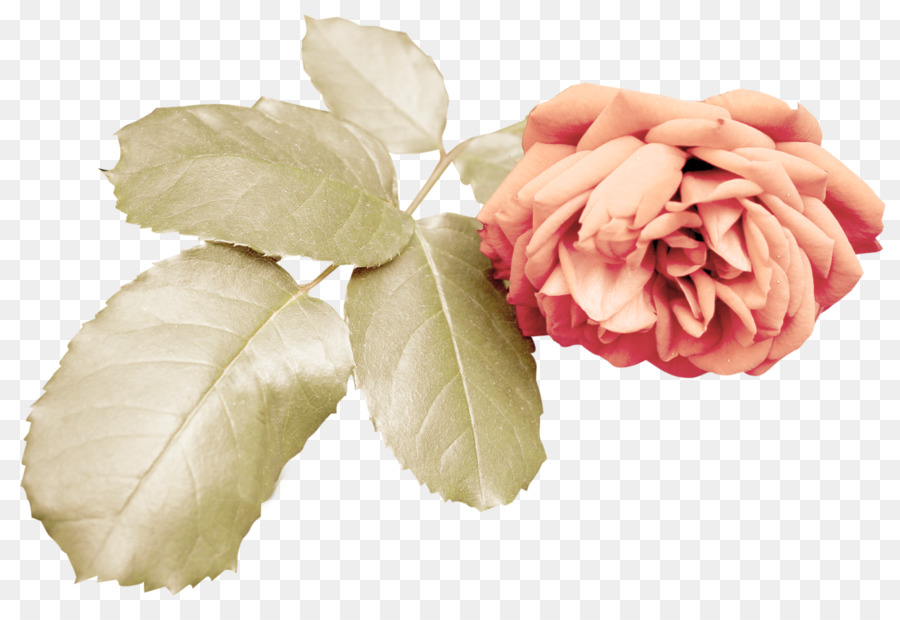 Flor Rosa，Flor PNG