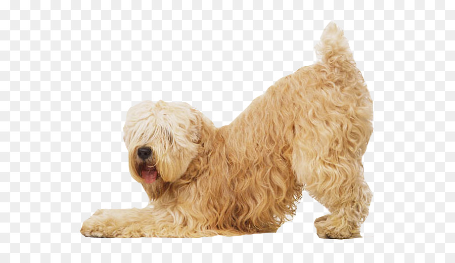 Perro，Mascota PNG